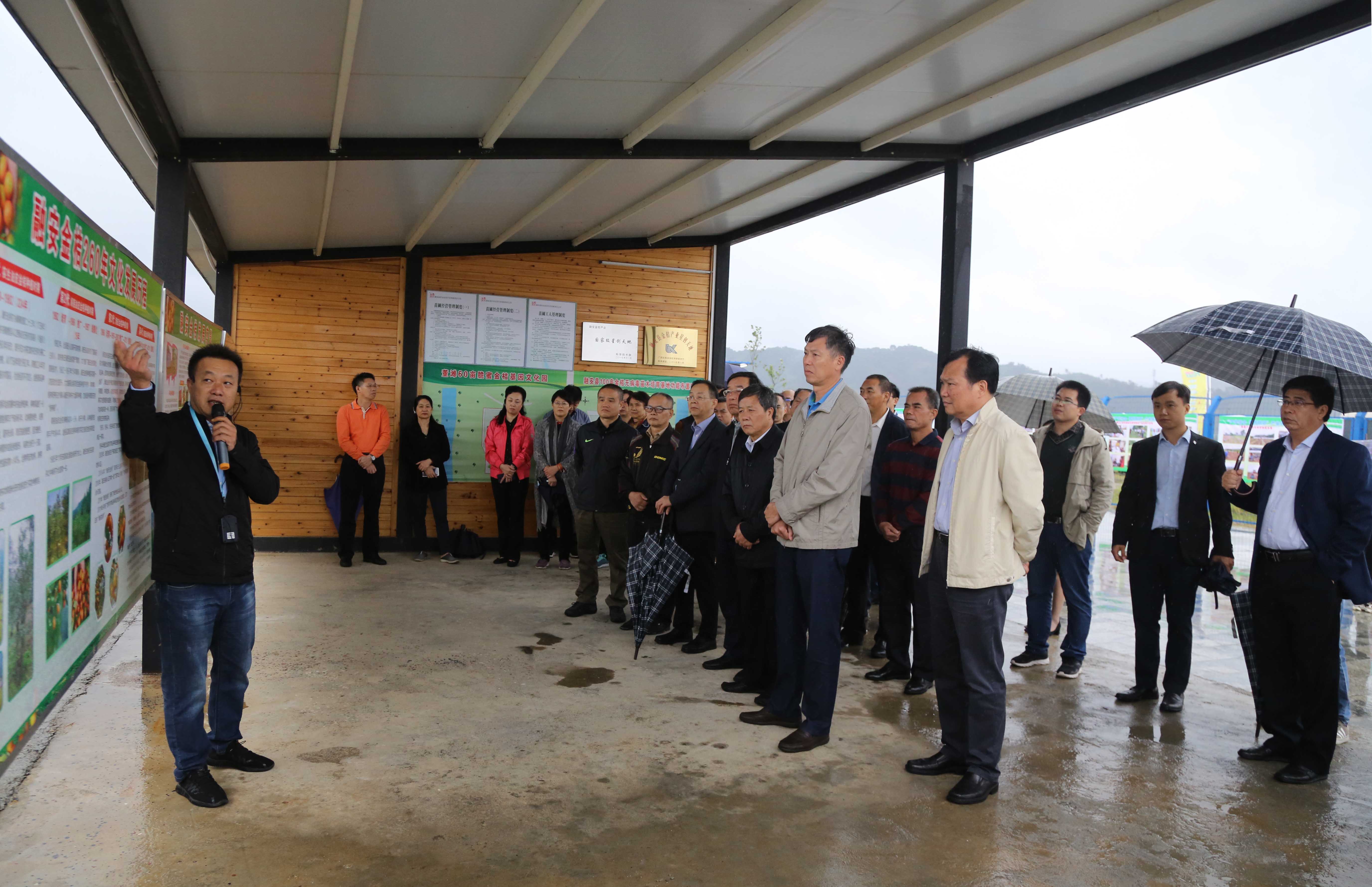 图2：10月17，在融安县金桔苗木基地，柳州市人大市、县（区）人大工作者听工作人员介绍融安金桔的发展历程（滕以洪 摄）