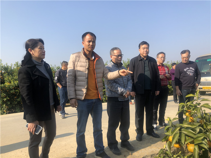 实地检查鹿寨县柑橘黄龙病综合防控示范区 (1)