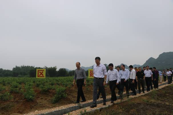 刘传林深入田间地头实地调研1.JPG