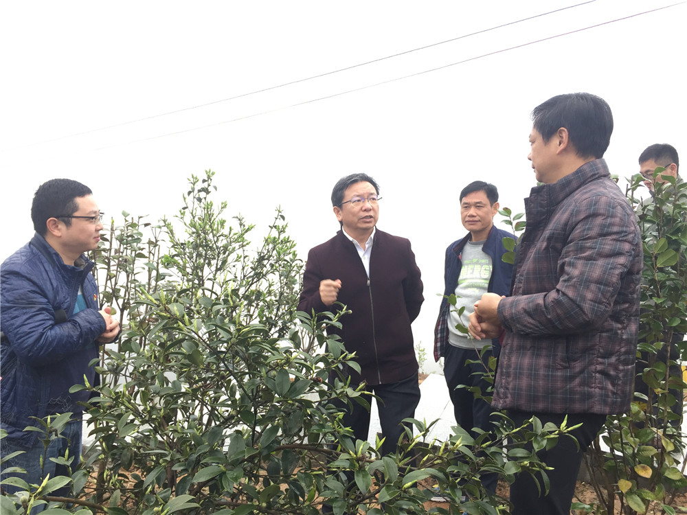 卢献匾副主任调研斗江镇宇塘油茶基地（左二）